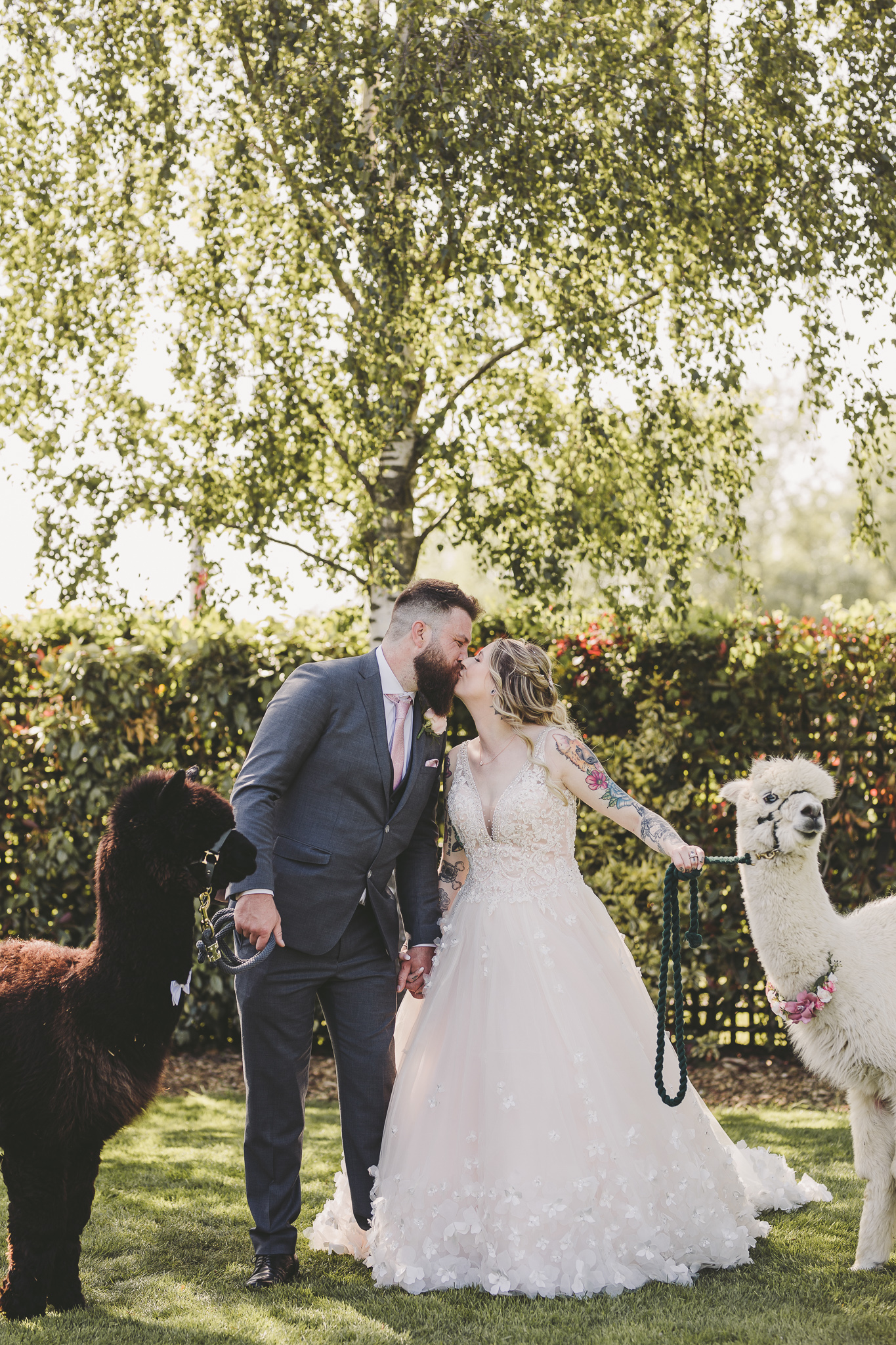 bride & groom with llamas